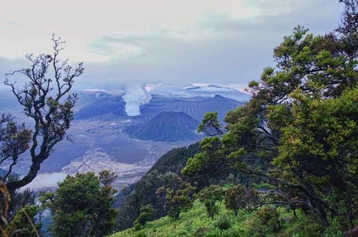 Ijen Mansjestic B&B Tamansuruh Dış mekan fotoğraf